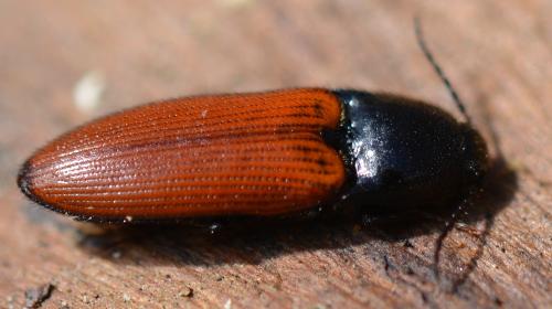 Ampedus sp.